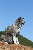 AKITA INU 463